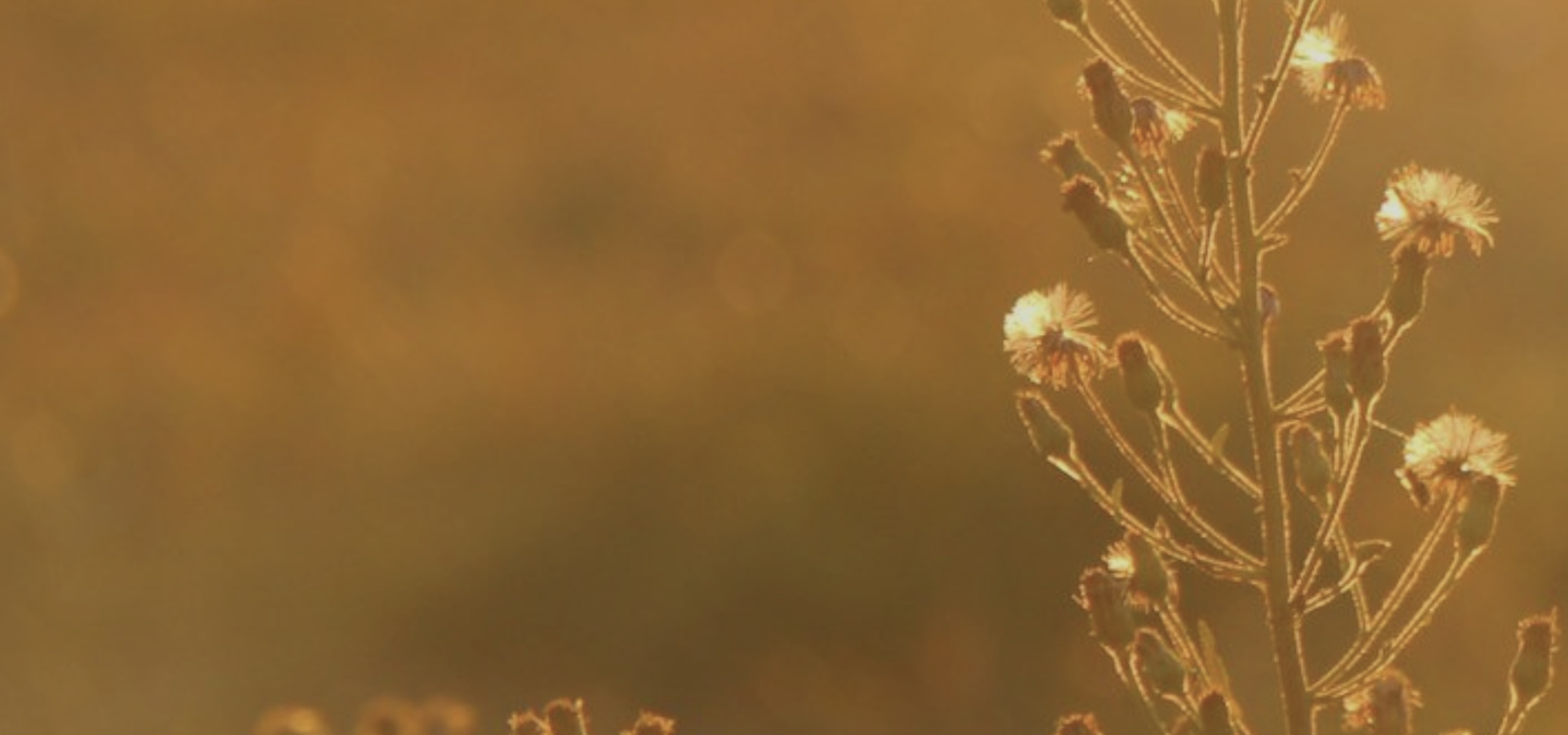 Creative Solutions Worldwide