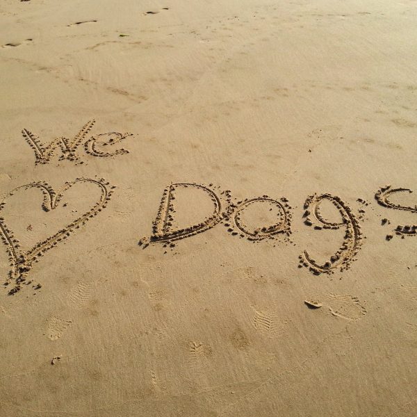dog welcoming