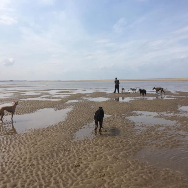 dog beach walk