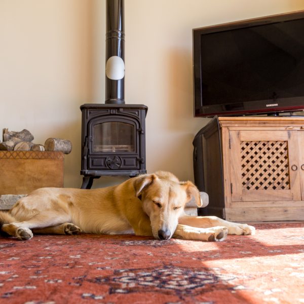 dog welcoming